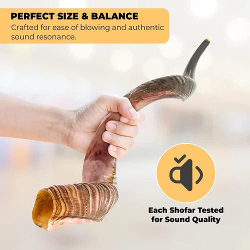 Vista 2 de YOMTOV-SHALOM Kudu Shofar a la venta Kosher de Israel Reyes Shofar Fábrica original de Shofar (13-18)