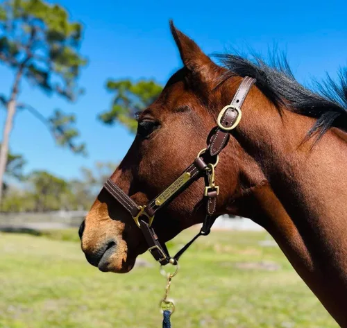 Vista 2 de Leaders - Cabestro de cuero para caballos con placa de nombre grabada personalizada para caballo