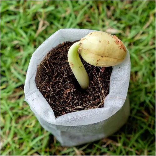 Vista 6 de 100 bolsas biodegradables para vivero, bolsas de cultivo de plantas, semillas de tela no tejida para sembrar macetas para el hogar, accesorios