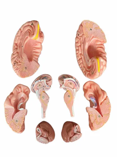Vista 9 de Medical Anatomical Human Classic Modelo de calavera transparente 3 piezas con modelo cerebral de 8 partes, tamaño real