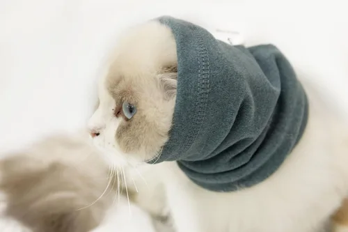 Vista 23 de Paquete de 2 protectores de orejas de gato sin arañazos para el cuidado de heridas 1azul+1 gris