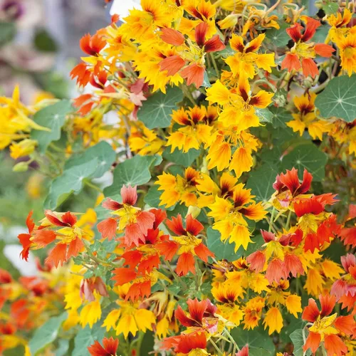 Vista 24 de Eden Brothers Semillas de Nasturtium - Semillas de Alaska Gold sin transgénicos para plantar, 1 onza Semillas de flores de bajo mantenimiento