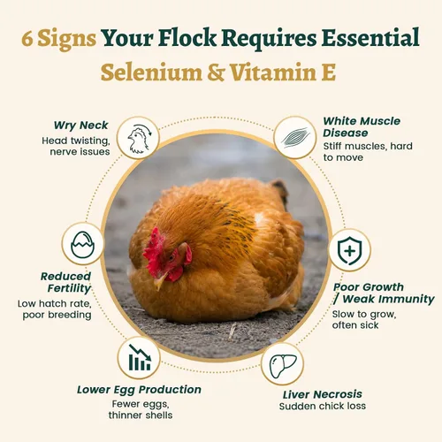 Vista 4 de Fórmula de vitalidad de aves de corral E+S - Vitamina E y selenio