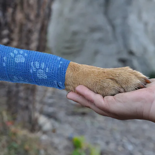 Vista 2 de Vendaje cohesivo para mascotas, cinta adhesiva autoadherente, rollos de gasa elástica multifunción, cinta veterinaria de primeros auxilios