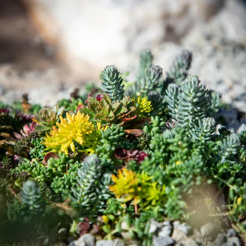 Vista 10 de Tapete Sedum de 10 pulgadas x 20 pulgadas, cultivo de piedra resistente no tóxico para paisajismo, suculentas vivas, plantas aptas para mascotas