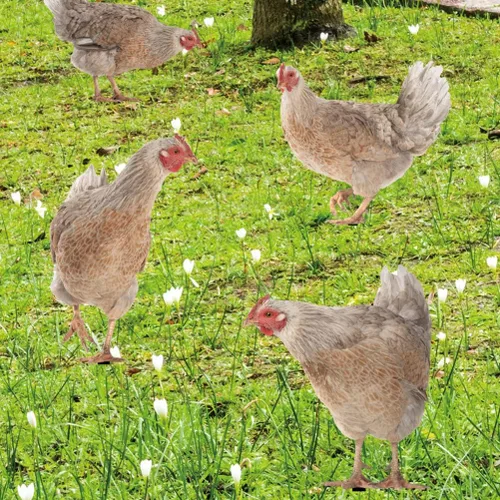 Vista 8 de HANABASS Juego de 4 estacas decorativas de acrílico para jardín, estatuas de gallina, decoración de gallina, gallo y animales para patio trasero