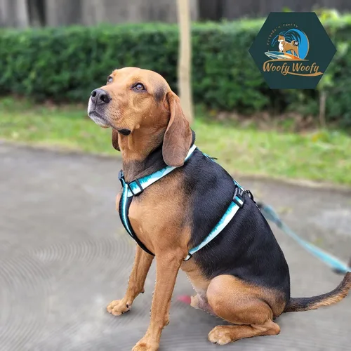 Vista 8 de Casual H - Arnés para perro, arnés sin tirones para mascota, con 2 clips para correa, chaleco acolchado suave ajustable para perros pequeños
