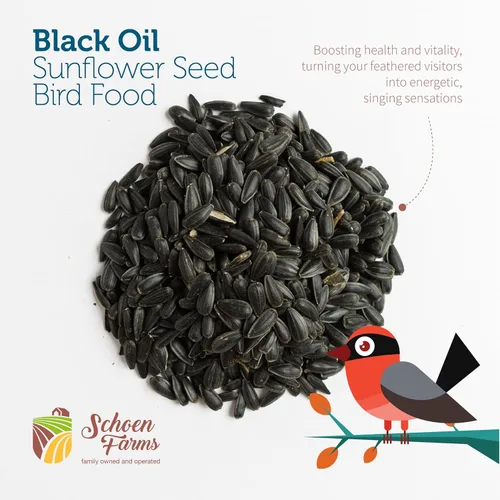 Vista 3 de Schoen Farms Semillas de girasol de aceite negro para pájaros (6 libras)