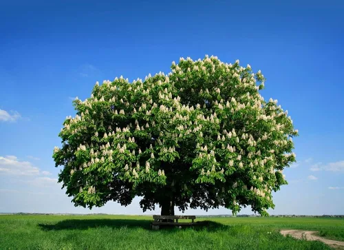Vista 3 de Semillas de Castaño Colosal - Cultivar Castañas Enormes - Castanea sp Colossal (5 Castañas)