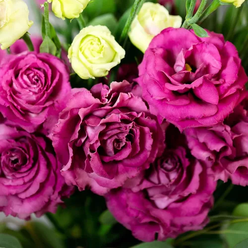 Vista 3 de Eden Brothers Lisianthus Seeds - Rosanne Green (F1)