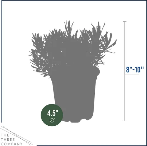 Vista 4 de Hierba aromática y comestible viva, lavanda (4 por paquete), potenciador natural del sueño, 6 pulgadas de alto por 4 pulgadas de ancho en 1 pinta