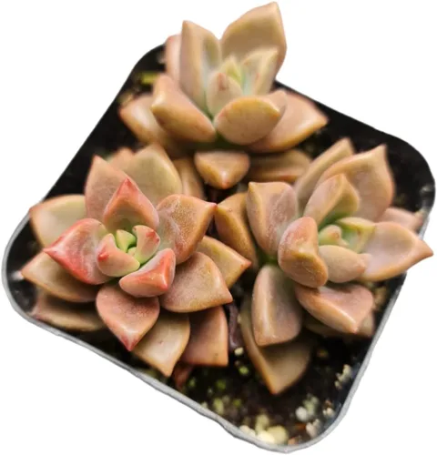 Vista 24 de Plantas de cactus suculentas vivas de USKC (maceta de 2 pulgadas) (Adromischus Maculatus)