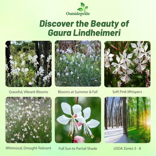 Vista 2 de Outsidepride Gaura Seeds - 200 unidades. Semillas perennes, tolerantes a la sequía y de bajo mantenimiento, semillas de flores para plantar fáciles