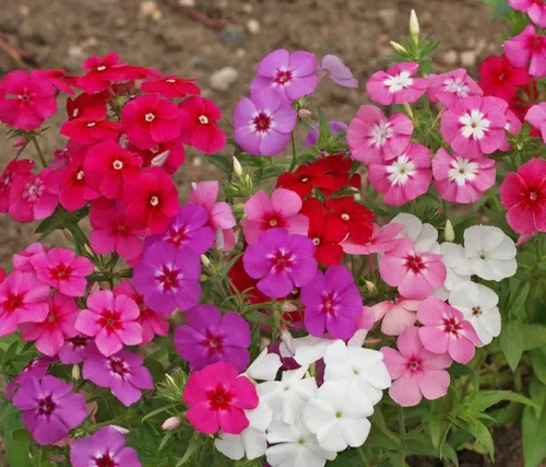 Vista 2 de Semillas Phlox Mix - Flores perennes para plantar