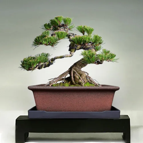 Vista 6 de MUZHI Maceta decorativa de cerámica para bonsái de 8.5 pulgadas con bandeja, maceta rectangular transpirable sin esmaltar de arcilla de terracota