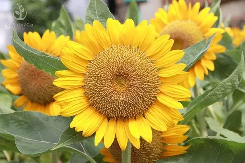 Vista 3 de Semillas de girasol Mammoth Grey Stripe Helianthus annuus - Paquete de 500 semillas por Seeds2Go