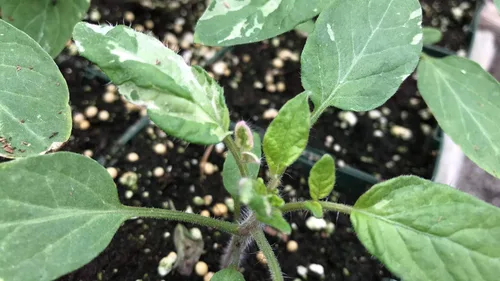 Vista 2 de Painted Lady - Semillas prémium de tomate abigarrado para plantación