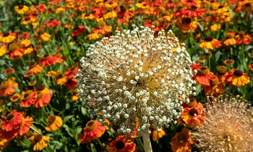 Vista 9 de 25 semillas de flores gigantes Allium GLOBEMASTER Allium Giganteum de Seedville