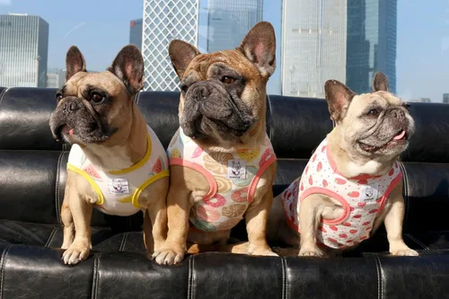 Vista 5 de iChoue Camisetas de dibujos animados de Halloween de 100 % algodón transpirable, ropa linda para perros medianos, chaleco, camisetas sin mangas