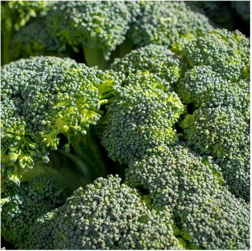 Vista 2 de Everwilde Farms - Semillas de brócoli Calabrese de brotes verdes de 1 onza - Gold Vault