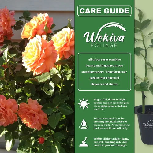 Vista 2 de Arbusto de rosa Tahitian Sunset - 4 plantas iniciadoras vivas - Impresionante cultivo híbrido de rosas de té añade color y fragancia a cualquier