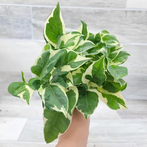 Vista 6 de Pothos NJoy - Planta de interior viva de 4 pulgadas, maceta establecida abigarrada Epipremnum Aureum de fácil cuidado, planta de interior de follaje