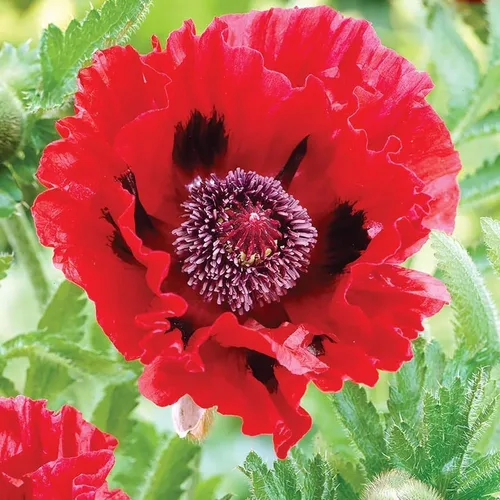 Vista 3 de Votaniki Papaver - Bombillas de amapola roja, flores rojas grandes y llamativas, bulbos de amapolas perennes para plantar, perfectos para exteriores