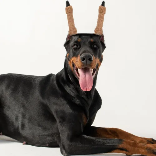 Vista 2 de DECHOUS 1 juego de herramienta de soporte para orejas de cachorro, kit de publicación de orejas de perro para pastor alemán y dobermans incluye 2