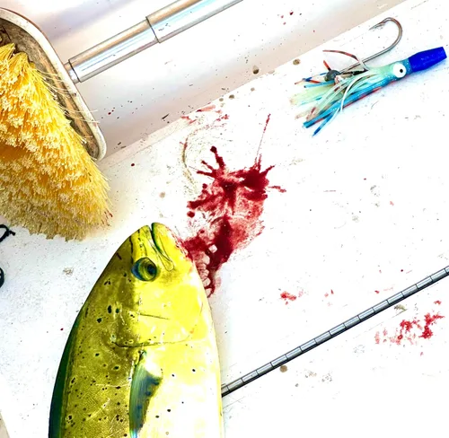 Vista 4 de Lobo Lures Micro-Typhoon UV 5 "Mahi Tuna Ahi Señuelo Trolling Señuelo Big Game