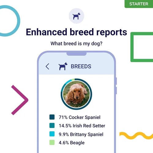 Vista 3 de Koko Genetics - Prueba de ADN para perros Starter - (Informes de razas y rasgos) - Actualizaciones sin costo