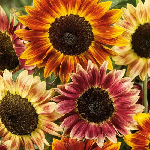 Vista 54 de Eden Brothers Semillas de girasol - Autumn Beauty