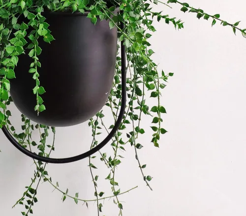 Vista 2 de RISEON Colgador bohemio de metal negro para plantas, maceta colgante de pared y techo de metal, maceta moderna, soporte para macetas de mediados