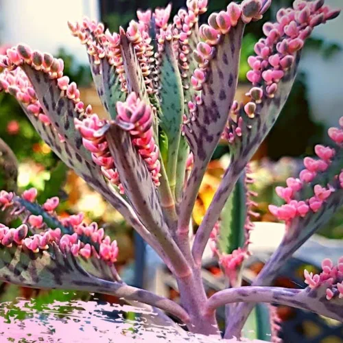 Vista 3 de 2 Plantas Vivas de Kalanchoe Mariposa Rosa, Planta Viva de Kalanchoe, en Maceta de 2 Pulgadas, Kalanchoe Rosa Suculenta Madre de Miles