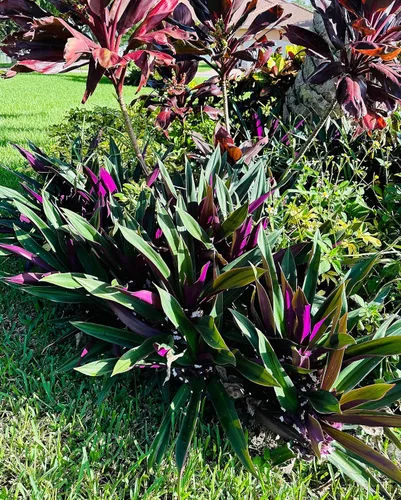 Vista 5 de Dos plantas vivas para exteriores, planta de ostras morada y verde, crece a planta exterior de altura media, planta pequeña joven