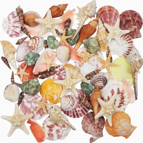 Vista 8 de Fangoo Conchas Marinas Mixtas de 1.5 LB, Más de 130 Piezas de Conchas Marinas de Playa Estrellas de Mar Conchas de Ostra de Varios Tamaños Conchas