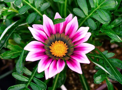 Vista 2 de Showy Gazania Flower Mix Perenne 100+ semillas para plantar flores del tesoro sin OMG Margarita africana