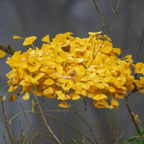 Vista 6 de Juego de 2 plantas de ginkgo vivas con raíces desnudas, 6 a 12 pulgadas de alto, árboles de ginkgo biloba para jardín, patio o decoración