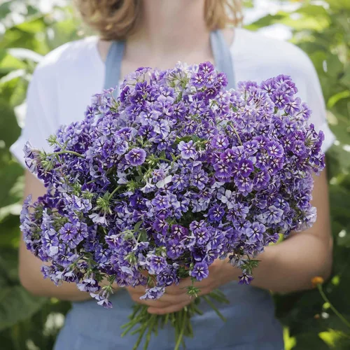 Vista 6 de Eden Brothers Semillas anuales Phlox - Beauty Blue