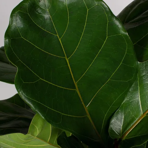 Vista 7 de Fiddle Leaf Fig Tree Plant Food - Fertilizer Granules Feed Continuously for 6 Months NPK 15-5-10 Slow-Release Fertilizer for Potted Fig Leaf and