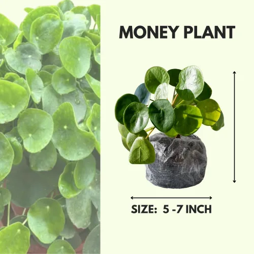Vista 2 de Planta de dinero vivo, plantas Pilea Peperomioides, 5-7 pulgadas de alto, planta