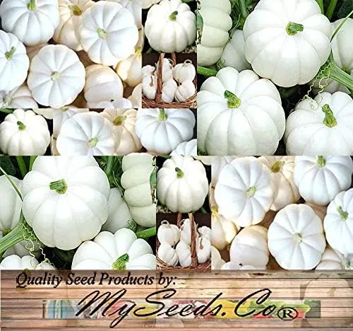 Vista 4 de Paquete grande (más de 98 semillas) variedades de calabaza miniatura (Bumpkin, Casperita, Hooligan) perfectas para decoración de exteriores e