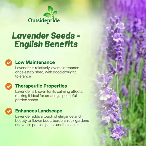 Vista 3 de Outsidepride Semillas de lavanda inglesa, 10000 piezas de semillas de hierbas perennes, tolerantes a la sequía y aptas para polinizadores
