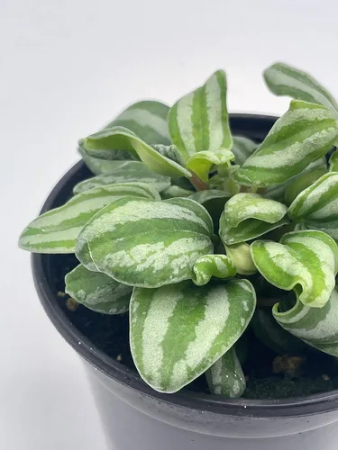 Vista 5 de BubbleBlooms Peperomia Mini Sandía, 4 pulgadas de diámetro