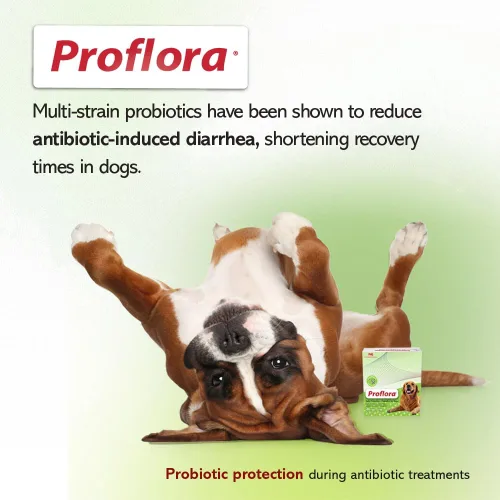 Vista 11 de Probióticos diarios y prebióticos para perros, apoya la salud digestiva y el sistema inmunológico, 30 sobres de polvo, 1.06 onzas (paquete de 1)