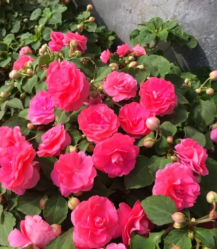 Vista 4 de Más de 50 semillas de flores de rosas mixtas flores perennes plantas jardín