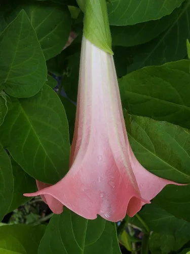 Vista 3 de Mariposa Rosa Brugmansia Angels Trompeta Planta Tropical Viva Coral Rosa Flor Fragante Tamaño Iniciador 4 Pulgadas Pot Emeralds TM