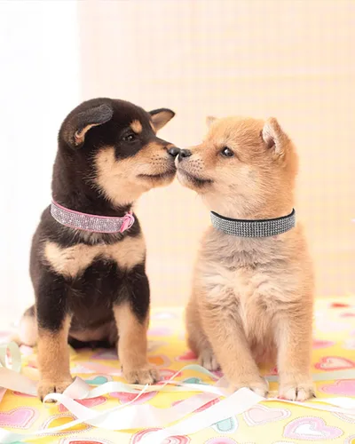 Vista 6 de Collar de perro para perros pequeños, collares ajustables de cuero de gamuza para perro, collar de perro rosa para gato, collar de perro