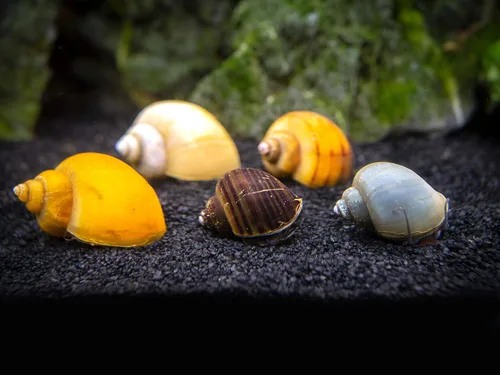 Vista 4 de Aquatic Arts Paquete de 15 caracoles misteriosos multicolor de lujo Sustrato de acuario más claro/raspador Filtro de tanque Nano Seguro