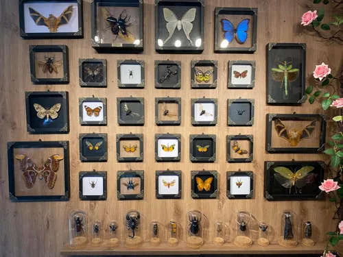 Vista 68 de 2 Real Dragonfly Specimens Shadow Box Framed Insect Display Oddities Curiosities Entomology Collection Natural History Wall Decor Gift for Nature