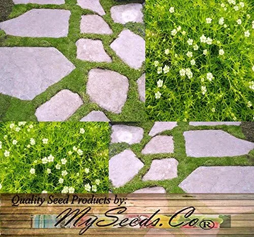 Vista 5 de MySeeds.Co